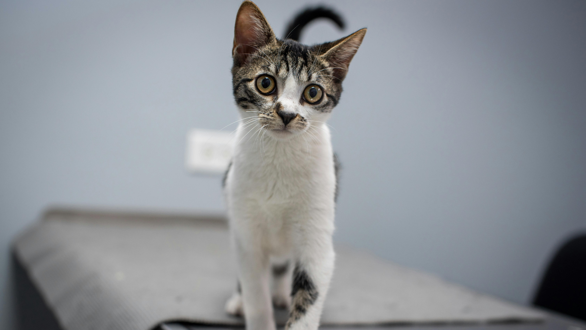 Veterinary Blog