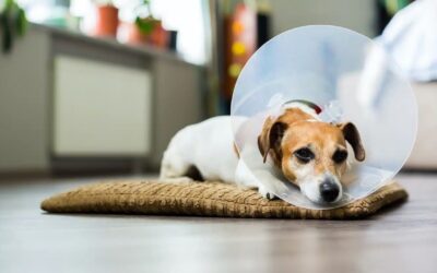 What to expect when your pet needs surgery